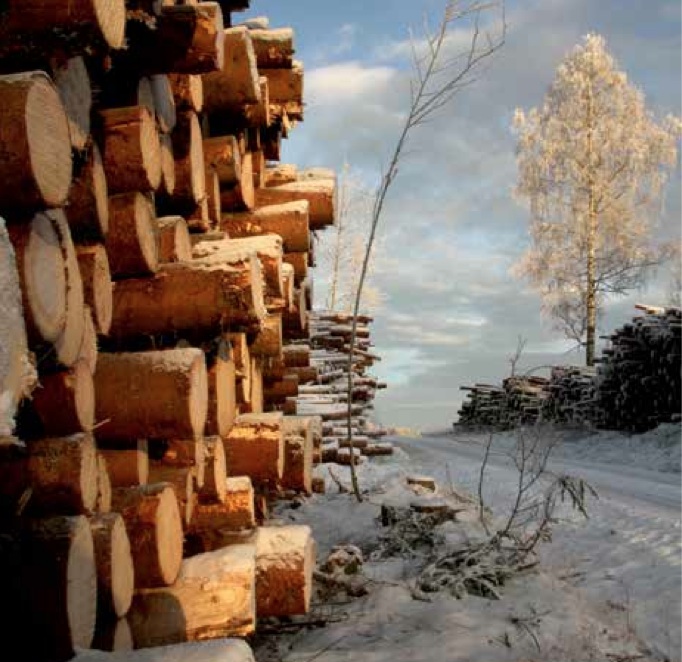 Tømmer vinter Foto Line Venn