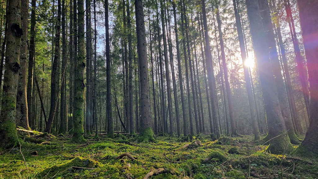 Nytt forskningsprosjekt om karbonopptak i skog