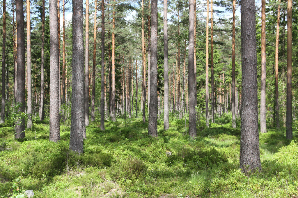 <i class="fa fa-plus" aria-hidden="true"></i> Vil drive karbonfarming i norske skoger