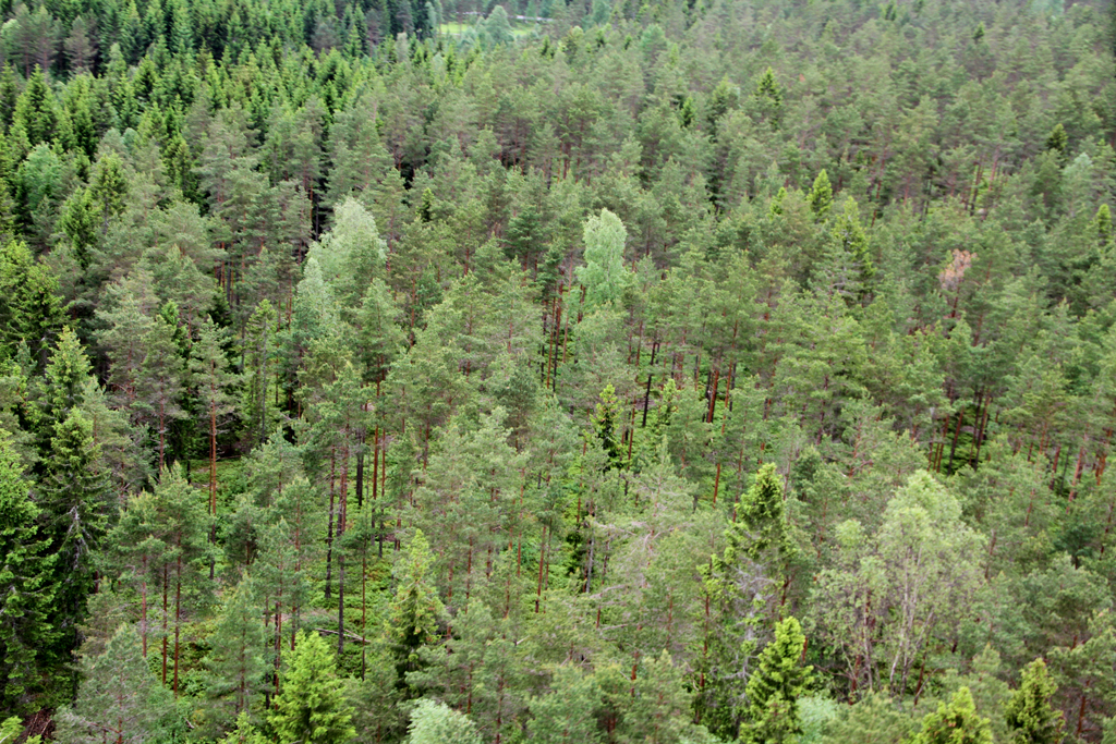 <i class="fa fa-plus" aria-hidden="true"></i> Norskog satser på karbonkreditter 
