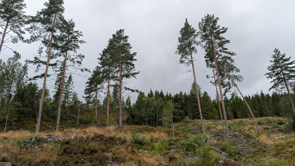 <i class="fa fa-plus" aria-hidden="true"></i> Risikospredning og stedstilpasning er nøkkelen hos Fritzøe Skoger