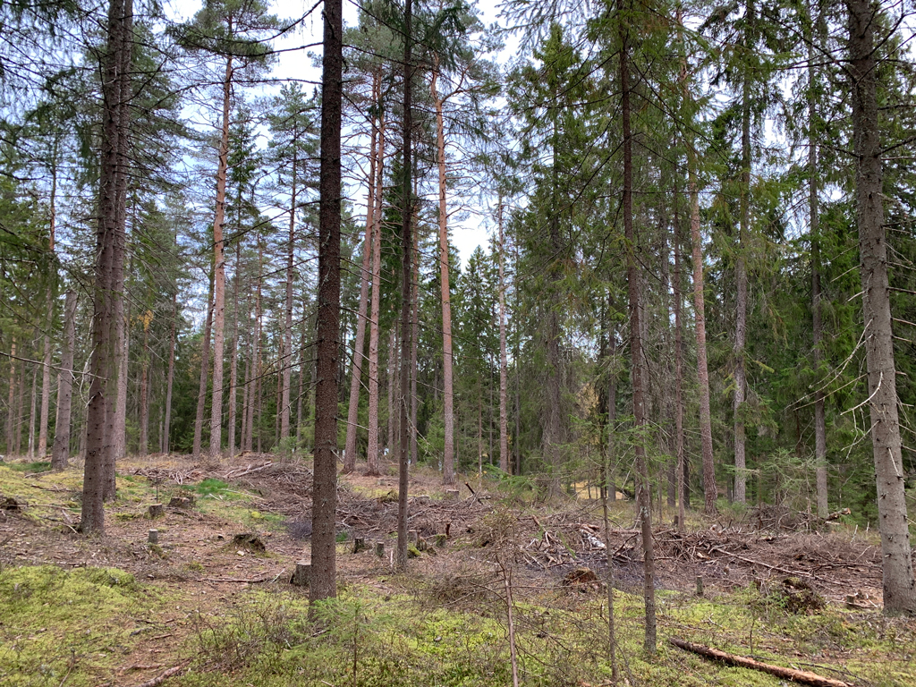 Vil støtte lukket hogst