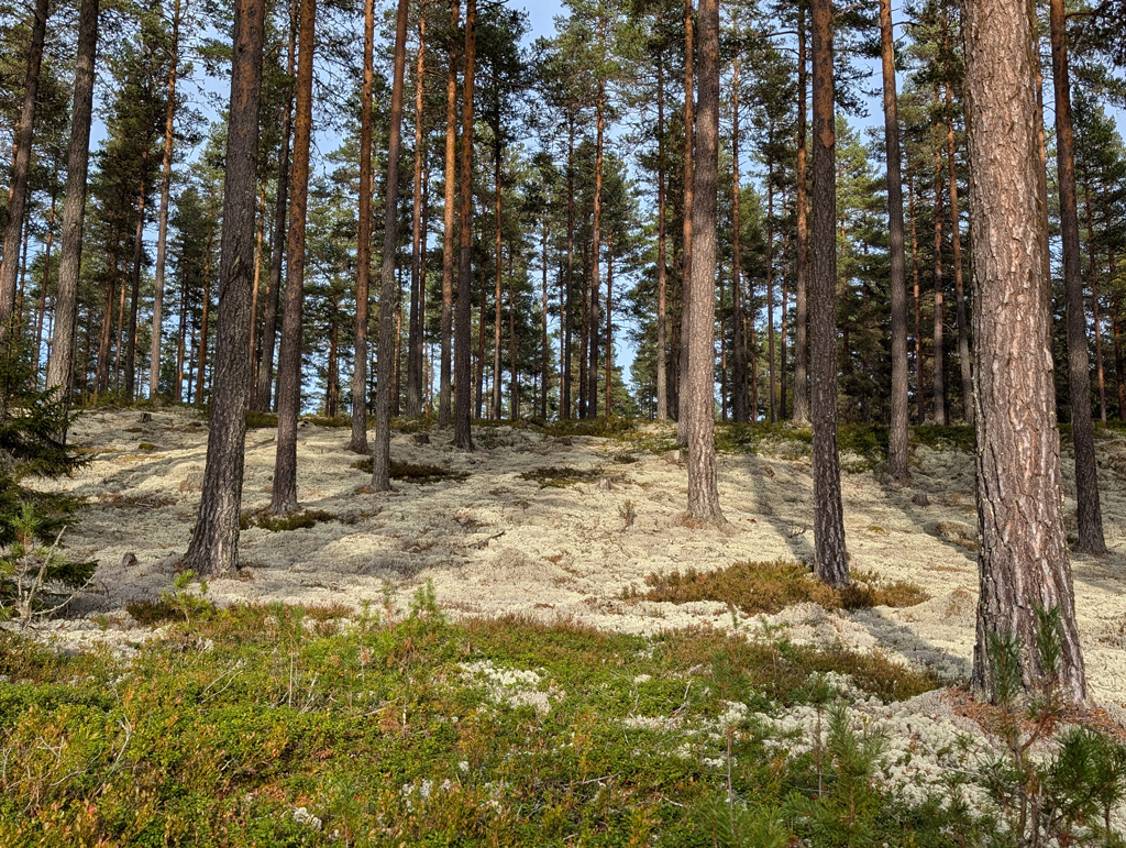 Skal kommunene få vite når skogen skal hogges?