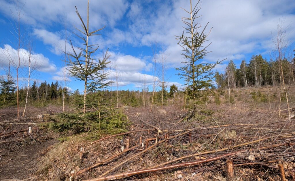 <i class="fa fa-plus" aria-hidden="true"></i> Klimasmart med ungskogpleie – men tungt å få opp aktiviteten