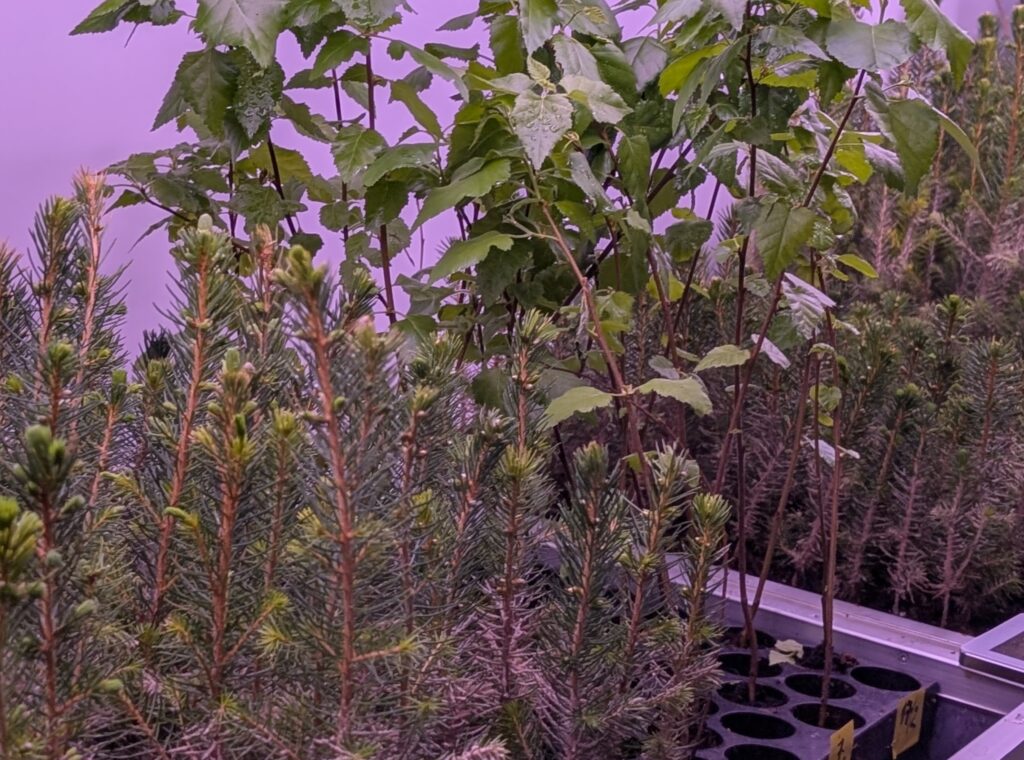 Tyrkia satser på 118 millioner skogplanter i 2026